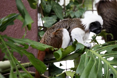 Cotton-top Tamarin in Habitat