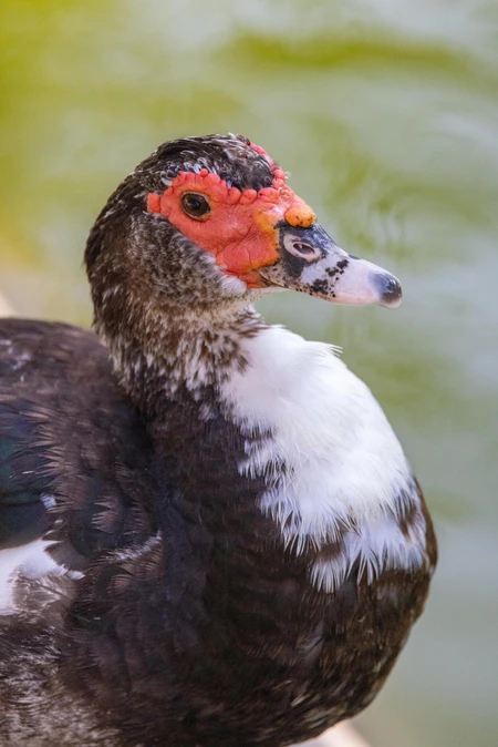 Close-Up of a Duck