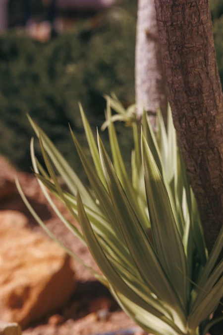 Serene Green Foliage