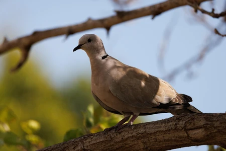 Dove on a Tree Branch