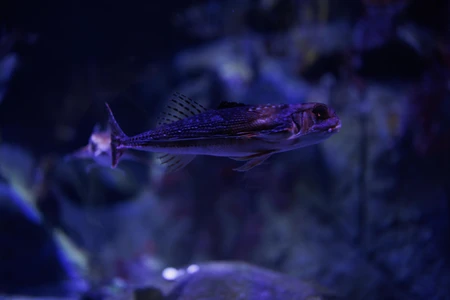 Underwater Fish