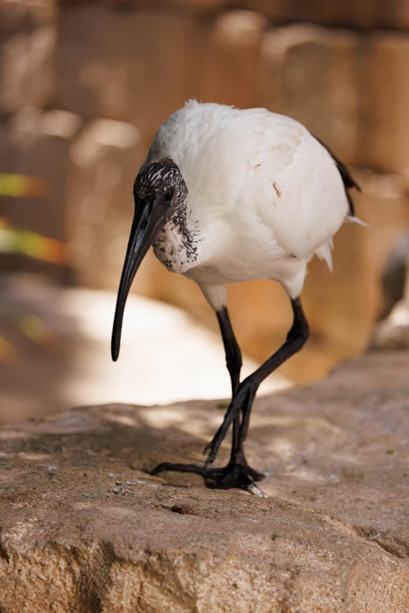 Ibis Walking on Rocks