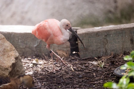 Pink Bird in Natural Habitat