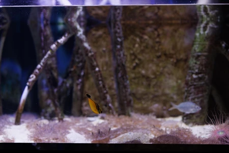 Aquarium Scene with Fish