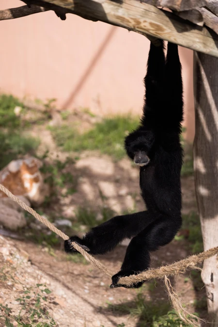 Monkey Hanging on Rope