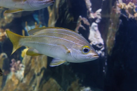 Aquarium Fish