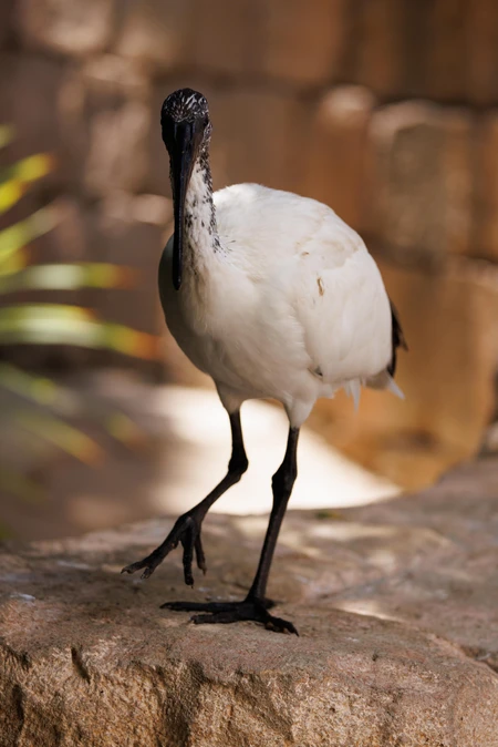 Walking Ibis