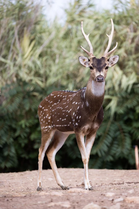 Majestic Spotted Deer in Natural Habitat