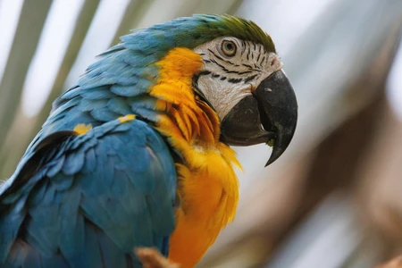 Colorful Macaw Portrait