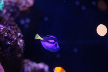 Tropical Fish in Aquarium