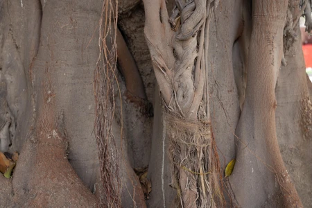 Intricate Tree Bark Patterns