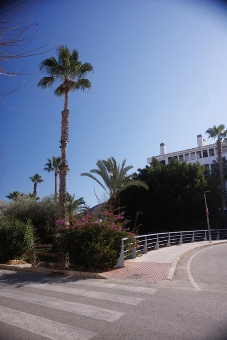 Sunny Street with Palm Trees