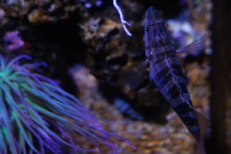 Aquatic Life in a Reef