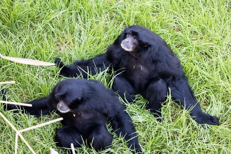 Black-Furred Primates in Grass