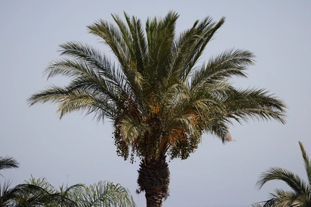 Serene Palm Tree