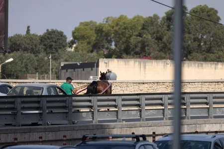 Horse on Urban Bridge