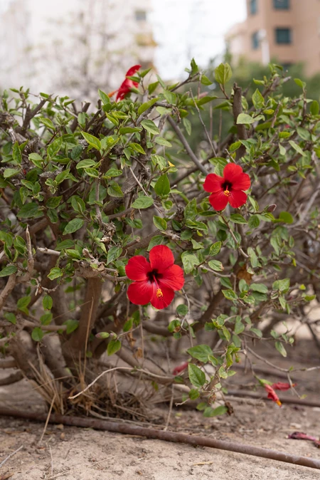 Vibrant Red Flowers in Urban Setting