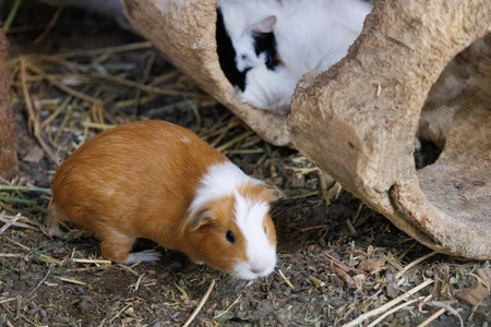 Curious Guinea Pigs