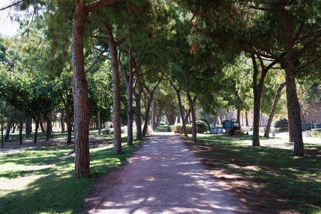 Serene Tree-Lined Pathway