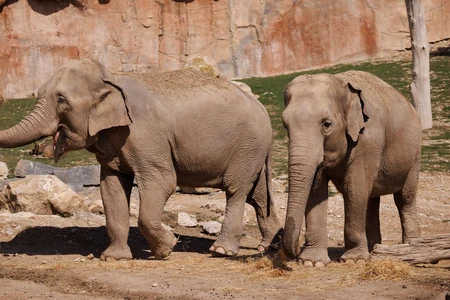 Elephants in a Natural Habitat