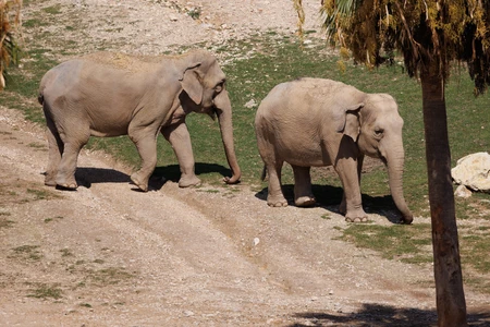 Elephants in Natural Habitat