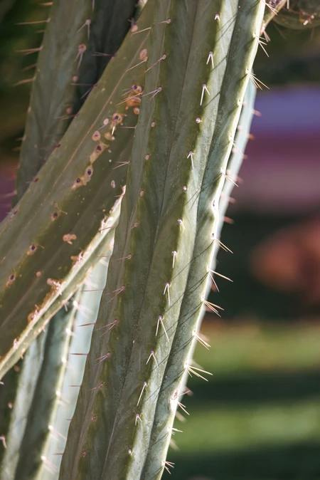 Close-Up of Cactus
