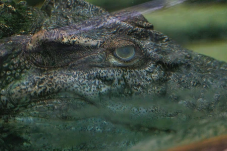 Crocodile Close-Up