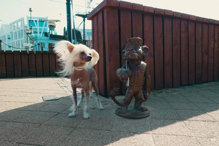 Dog and Bronze Statue