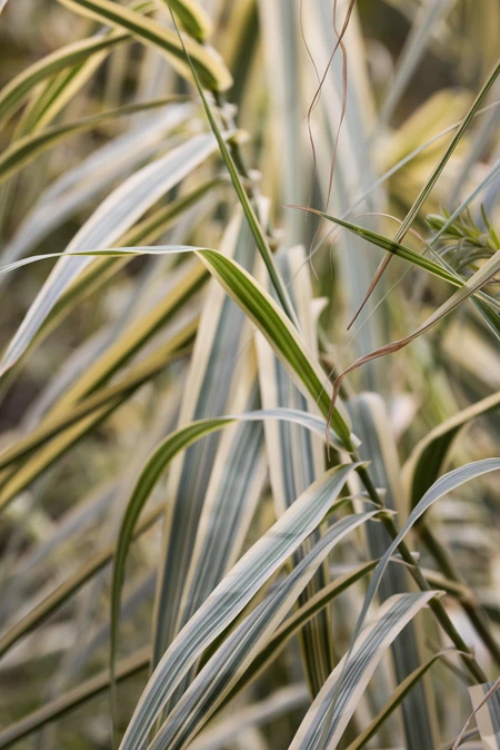 Close-Up of Grass Blades