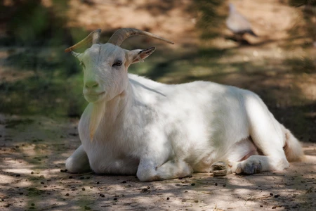 Resting Goat in Sunlight