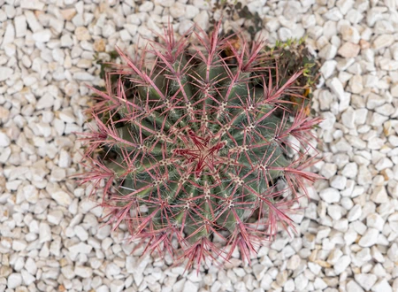 Cactus Top View