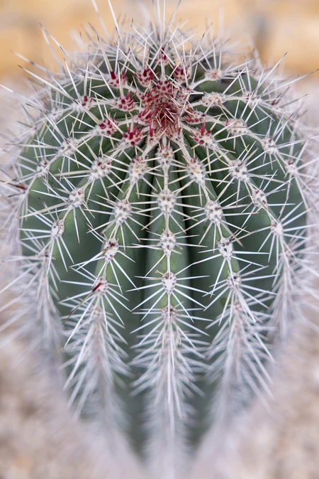 Spiky Cactus Close-up