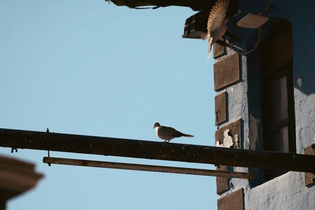 Birds on Urban Structure