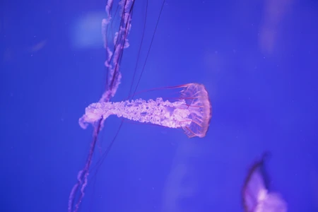 Graceful Jellyfish