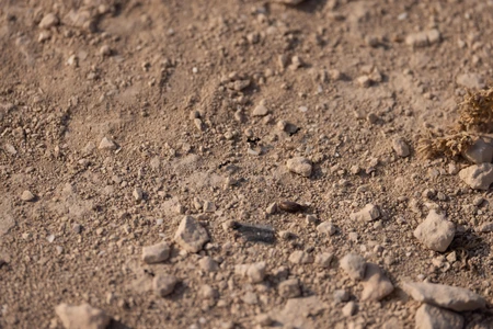 Rugged Terrain Texture