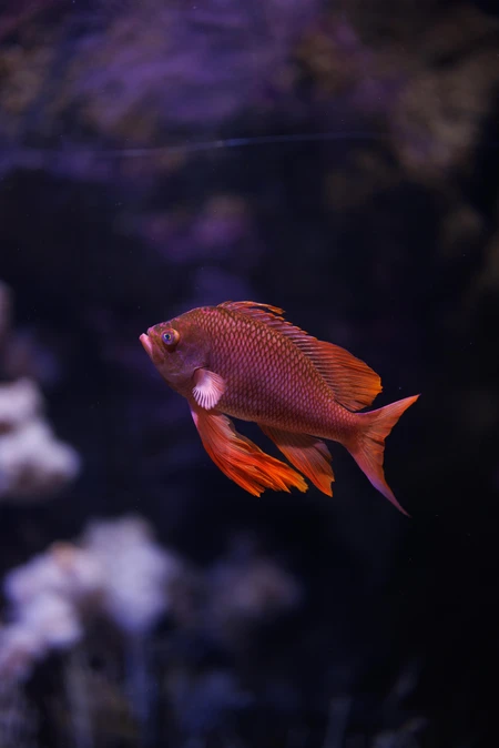 Vibrant Fish in Aquatic Habitat