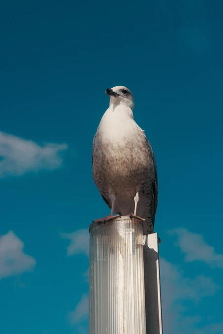 Seagull on Post