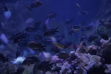 Underwater Fish in Aquarium