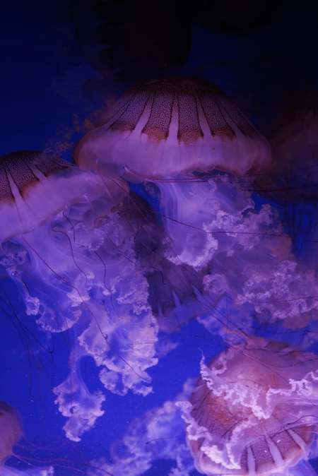 Mesmerizing Jellyfish in Deep Blue