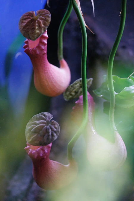 Unique Flowers Against a Soft Focus Background
