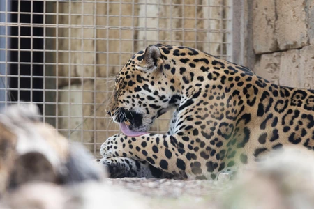 Leopard Resting