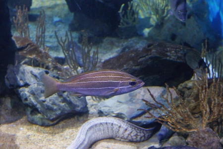 Underwater Marine Life
