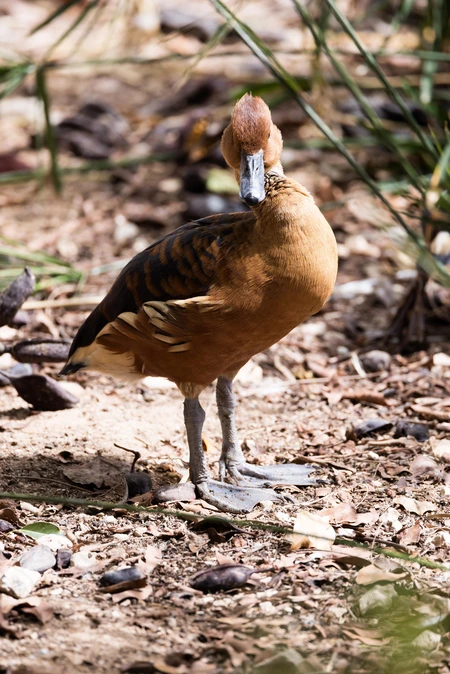 Brown Duck in Natural Habitat