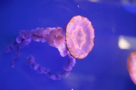 Graceful Jellyfish