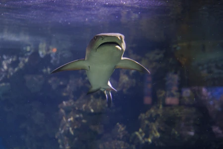 Aquatic Predator in an Aquarium