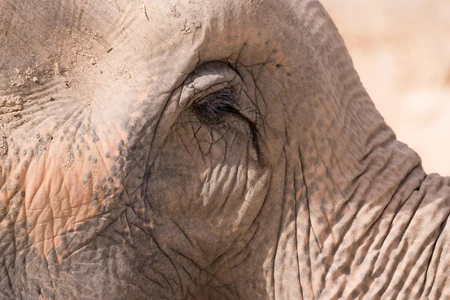 Close-up of Elephant Skin