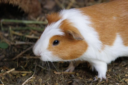 Guinea Pig in Natural Habitat