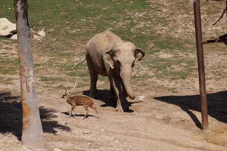 Elephant and Deer in Wildlife Habitat