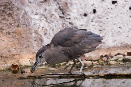 Bird by the Water