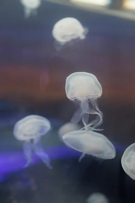 Ethereal Jellyfish